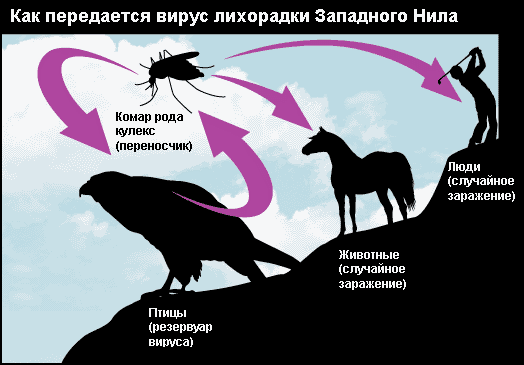 Лихоманка західного Нілу у домашньої тварини - цікаве про тварин